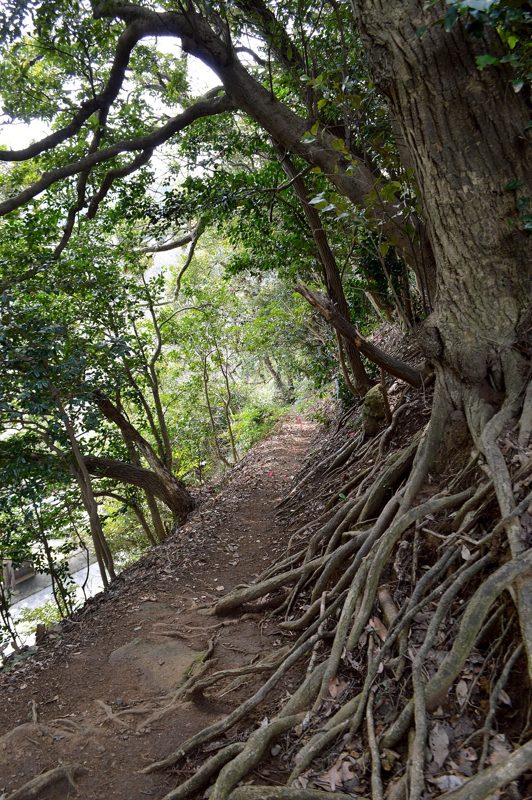 木の根が張り出した鎌倉・大仏切通しの山道